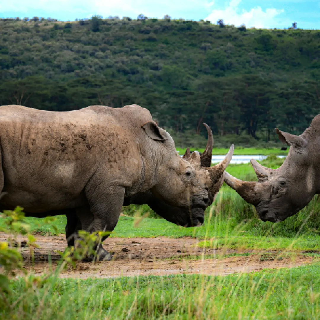 Mid Luxury Kenyan Safari- Masai Mara/ Lake Nakuru