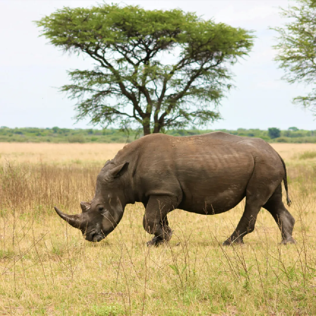 Mid Luxury Kenyan Safari- Masai Mara/ Lake Nakuru