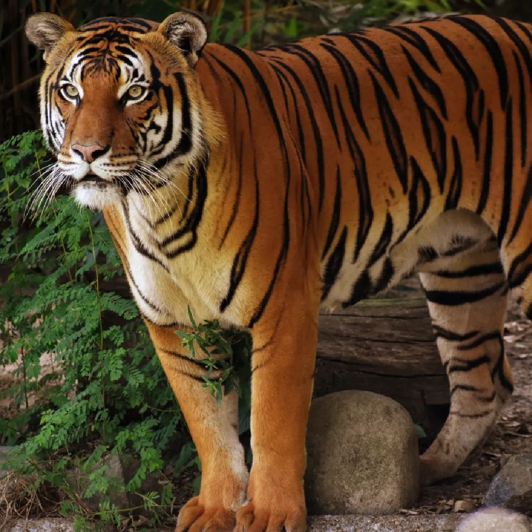 Golden Triangle with Wildlife Trip