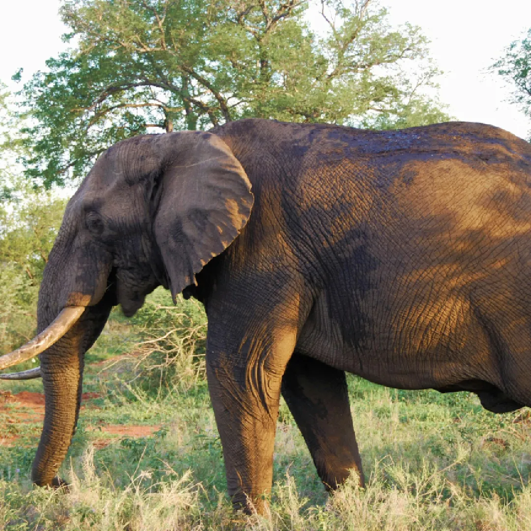 Samburu Safari