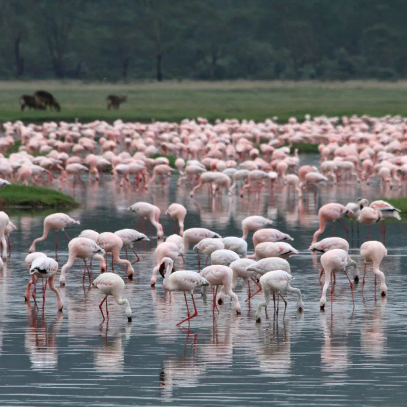 Samburu Safari