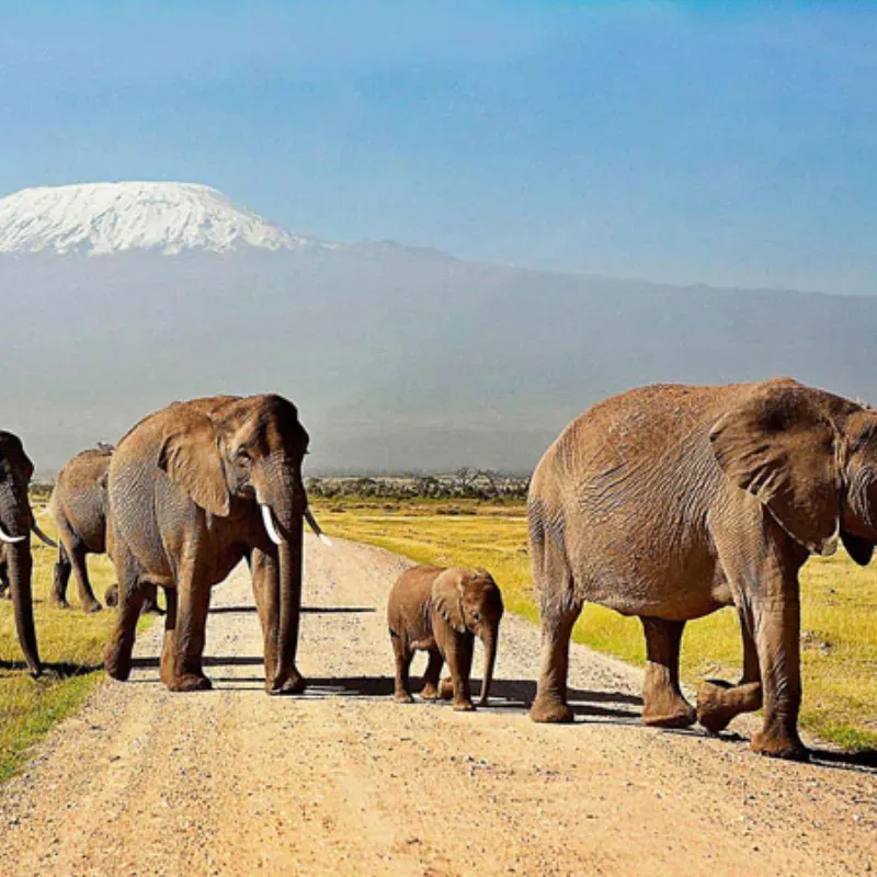 Kenyan Adventure Safari