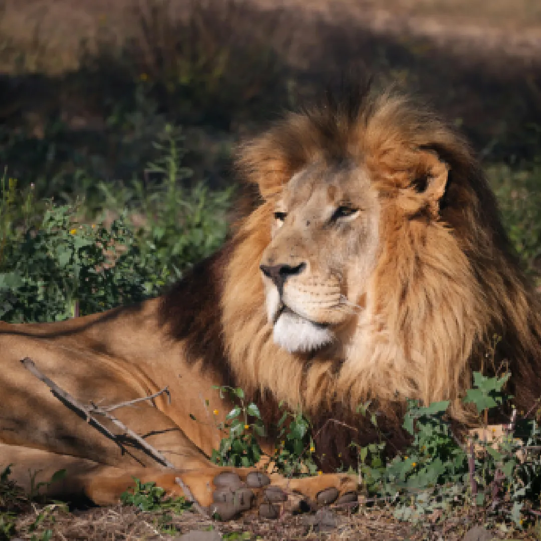 Mid Luxury Kenyan Safari- Masai Mara/ Lake Nakuru