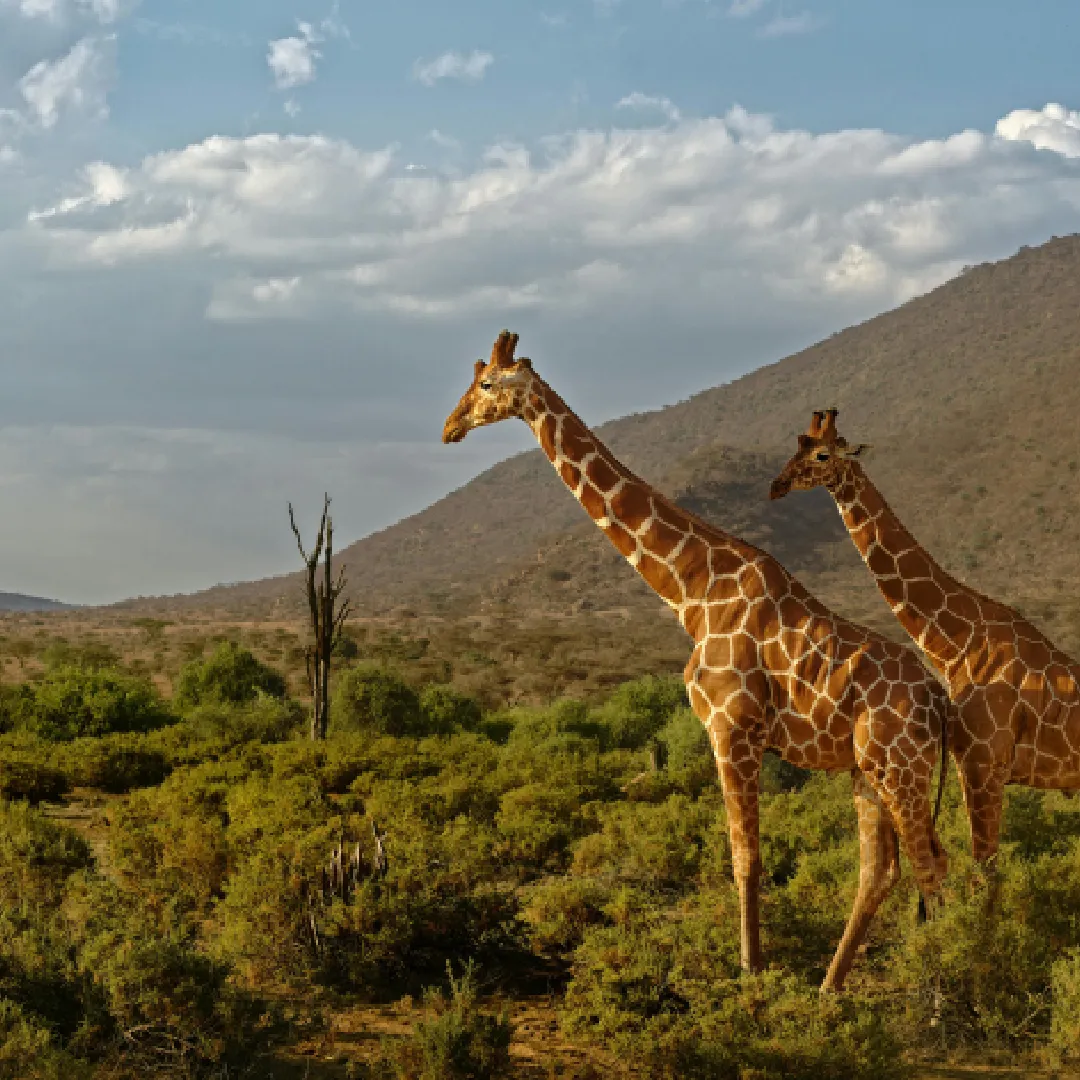 Samburu Safari