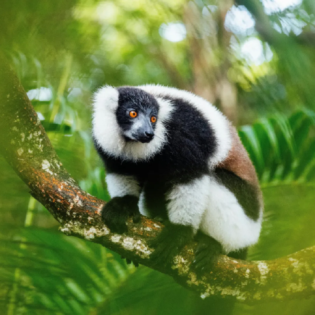 Madagascar