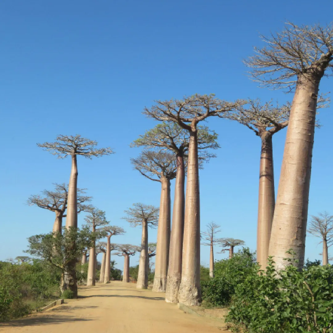 Madagascar