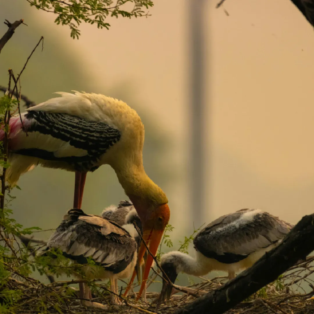 Golden Triangle with Wildlife Trip