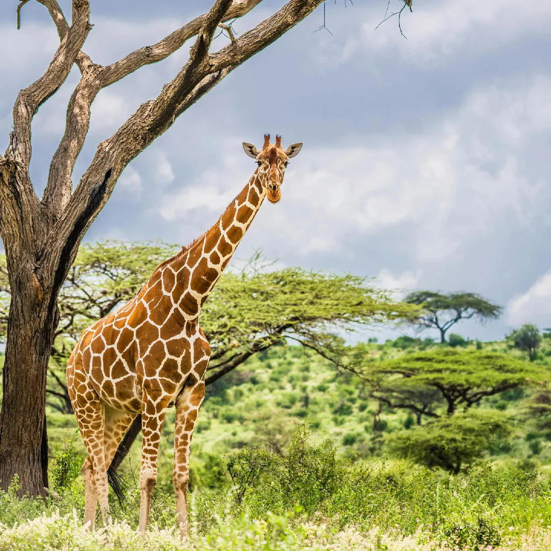 Kenya Safari Extravaganza