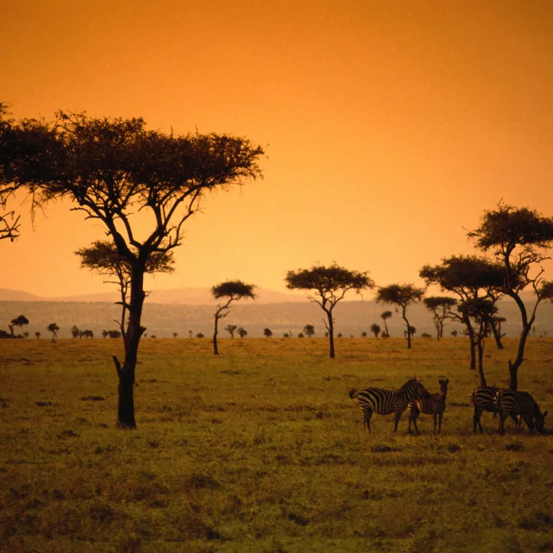 Kenya Safari Extravaganza