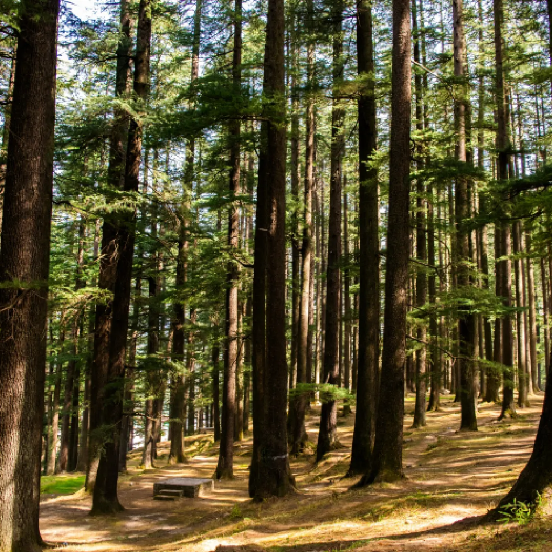 Shimla Manali Package