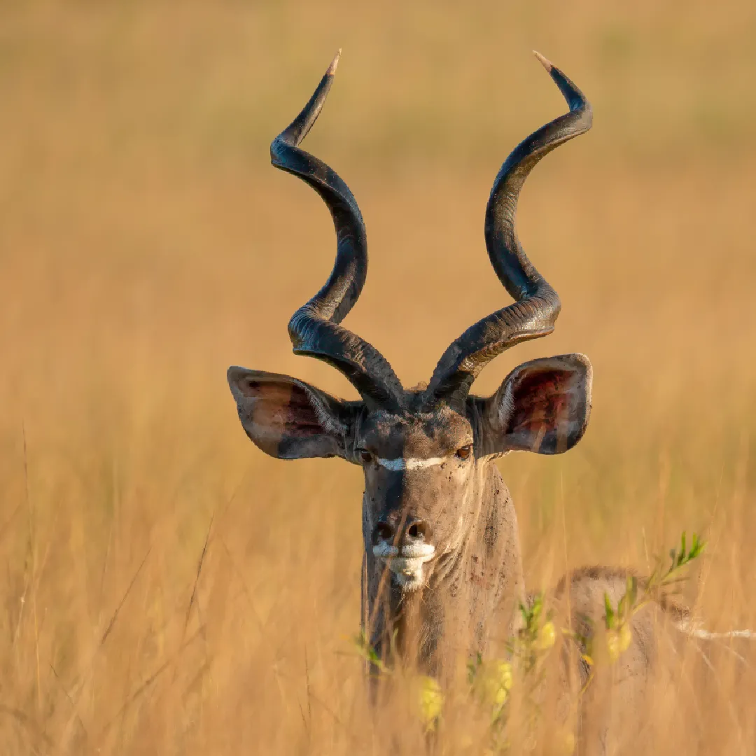 Golden Triangle with Wildlife Trip
