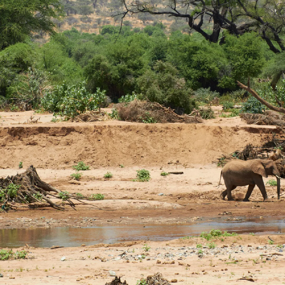 Samburu Safari